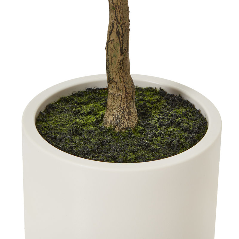 Andaiye 150cm Plant in Pot