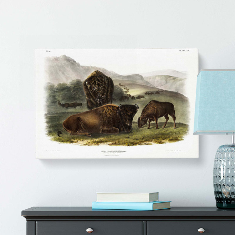 American Bison by J.W. Audubon - Wrapped Canvas, 60cm H x 91cm W x 3cm D