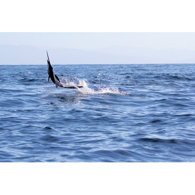 " Sailfish Jumping Off " by David_Pibrac
