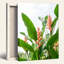 Fleurs tropicales, reproduction d'art sur toile, ensemble de 1-129115568-129115570
