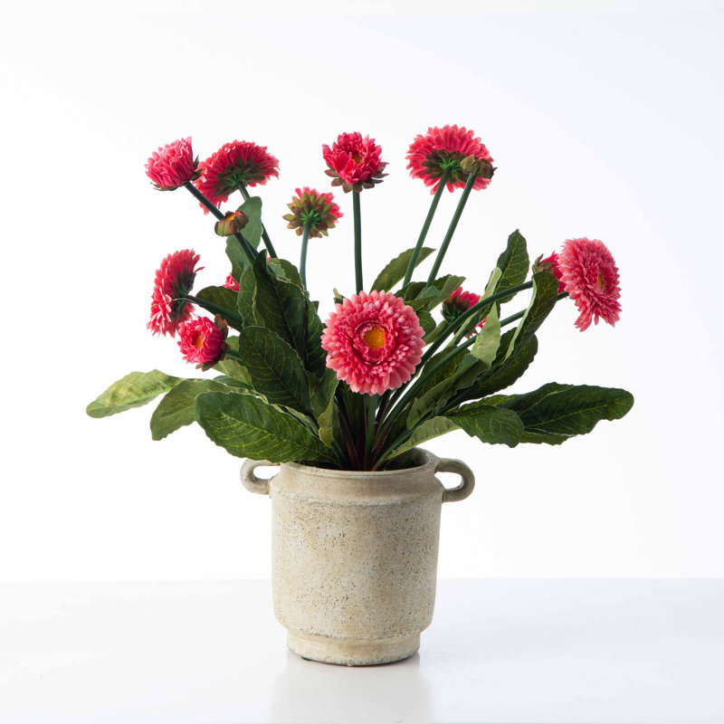 Arrangement floral marguerite anglaise en pot, Rose