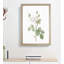 White Moss Rose by Pierre-Joseph Redoute - Picture Frame Art Prints-55612540-55612543