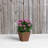 Alaunah Pot Planter-840690750-840690751