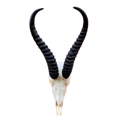 Aswath Real Springbok Antelope Skull