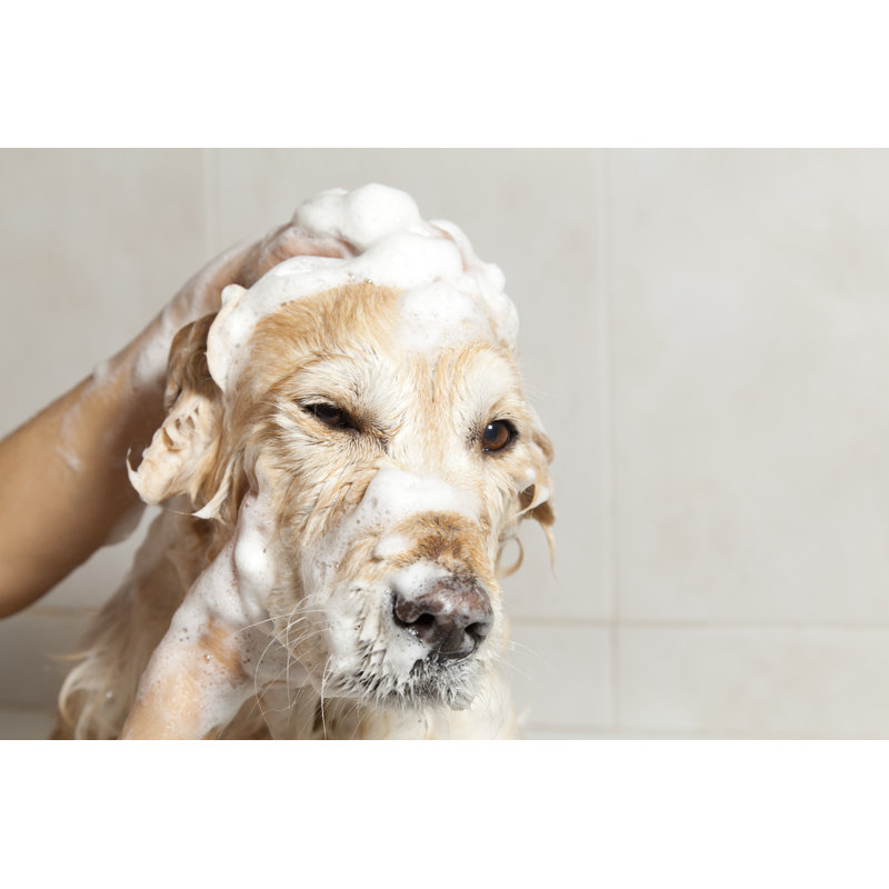 Gros plan sur un chien en train d'être savonné pour un bain - Photographie sur toile tendue, H 12 po x l 18 po