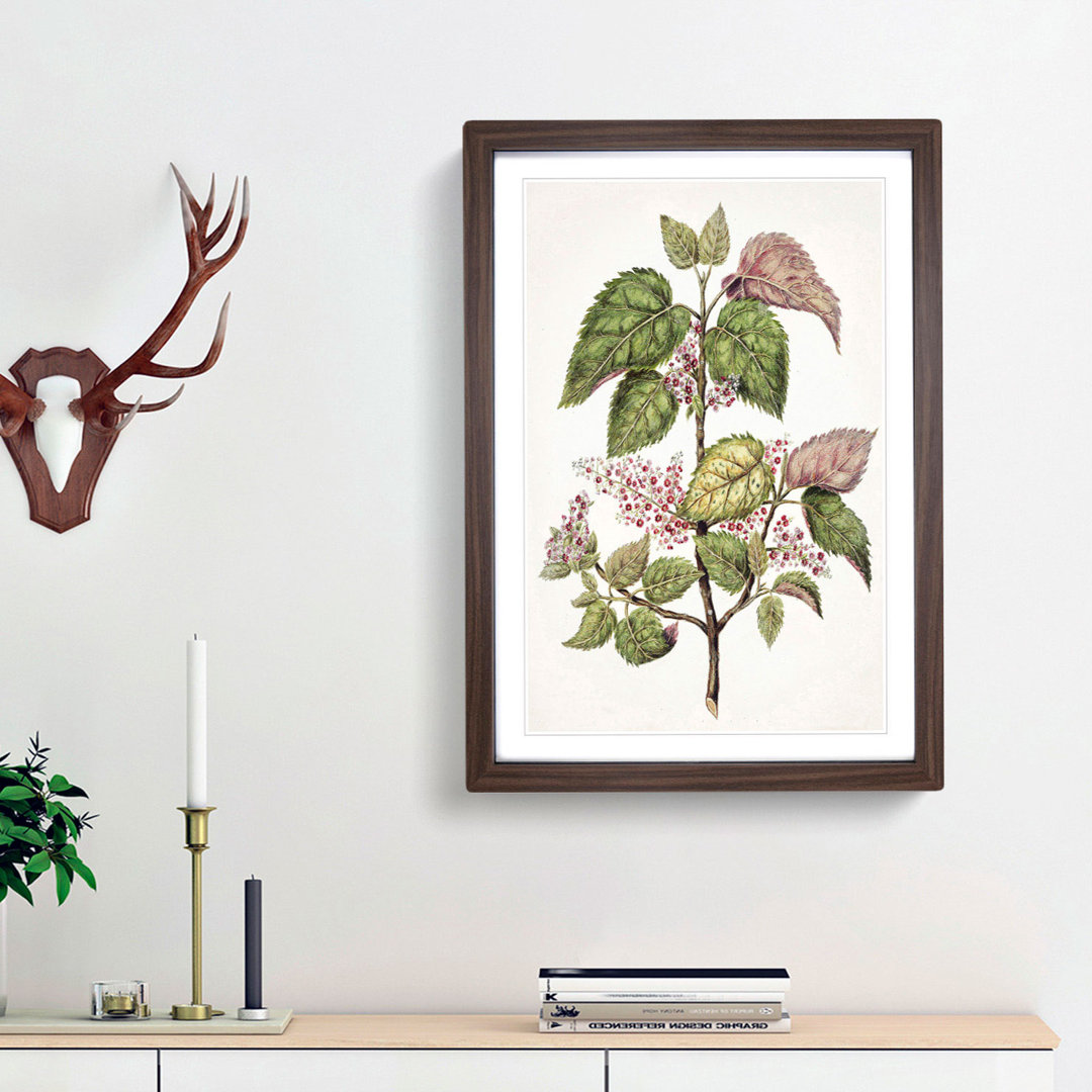 Pink Flowering Flowers by Sarah Featon - Framed Print