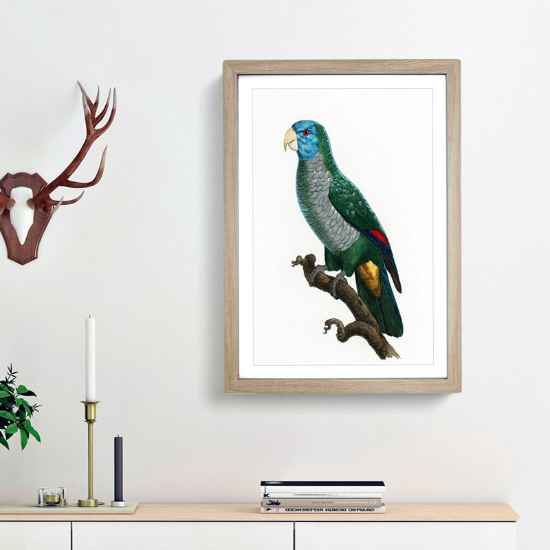 Saint Lucia Smazon Parrot by F. Levaillant - Picture Frame Painting Print, Oak Framed, 36cm H x 27cm W x 2cm D