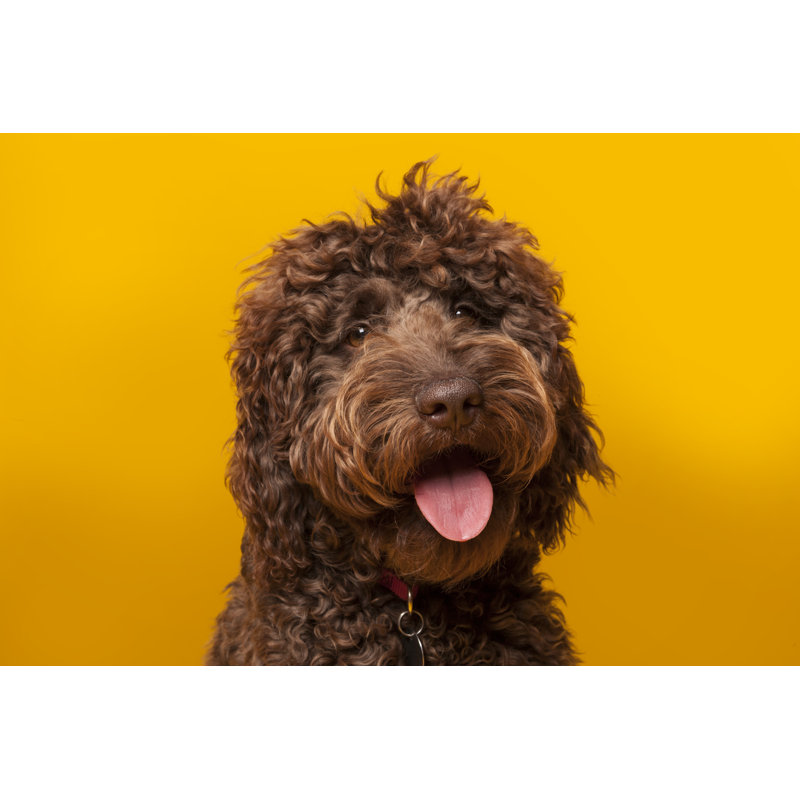 Chocolate Labradoodle - Wrapped Canvas Print, 30cm H x 46cm W x 3.8cm D