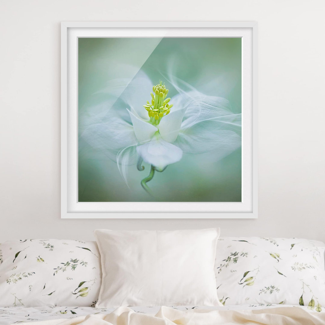 Gerahmter Fotodruck White Columbine