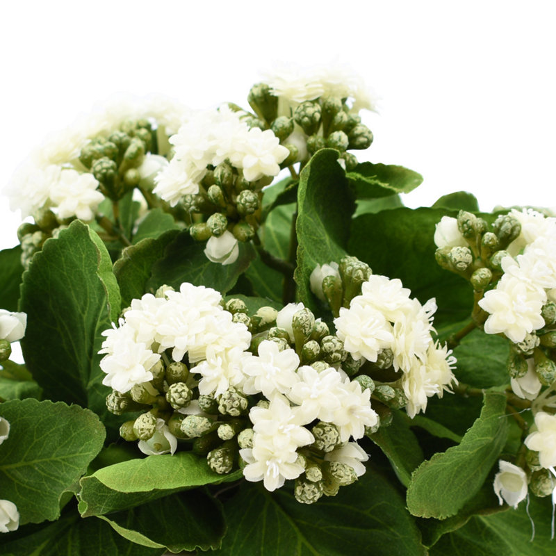 Kalanchoe Arrangement in Fiberstone Pot, White