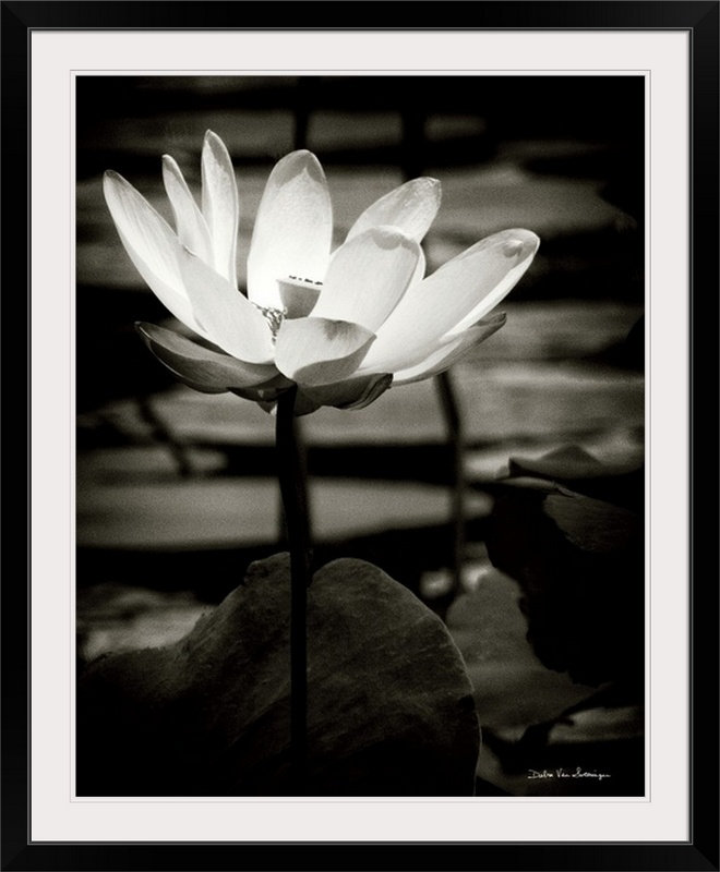 «Lotus Flower VIII» par Debra Van Swearingen, reproduction de photo, Cadre noir, H 23 po x l 20 po x P 1 po