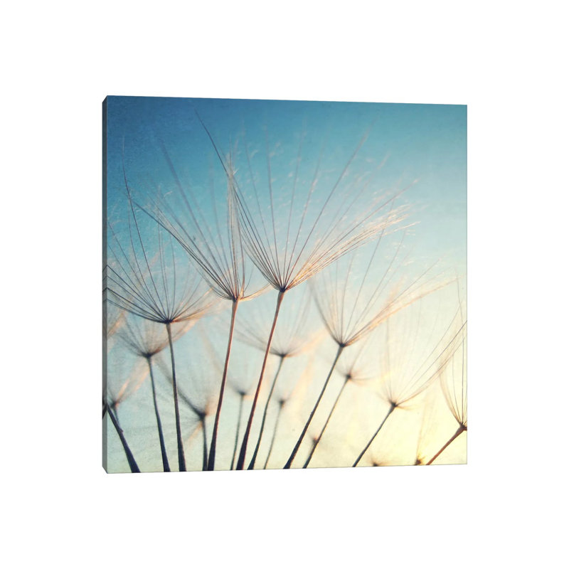 Make A Wish by Lupen Grainne - Wrapped Canvas Print, 30.48 cm H x 30.48 cm W