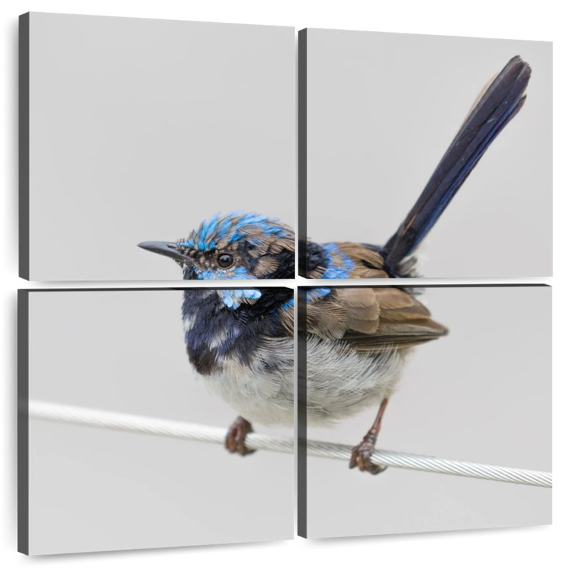 Brampt Bluebird Close Up