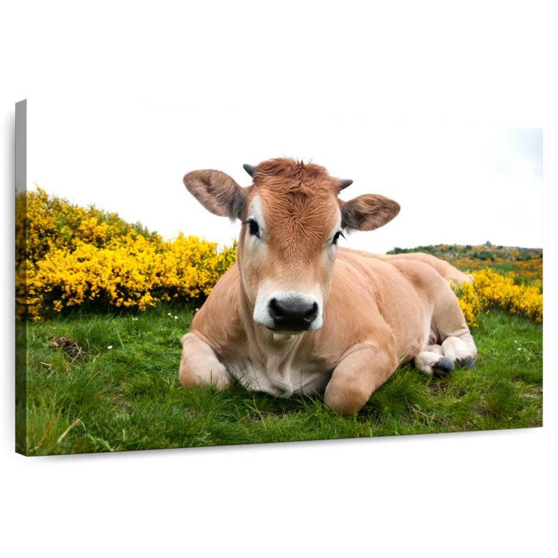 Adorable vache Aubrac, H 34 po x l 51 po
