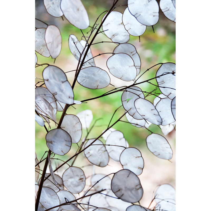 Honesty Plant by Brytta - Print, 90cm H x 60cm W