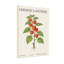 Plantes et fleurs, lanterne chinoise, impression botanique-1836436244