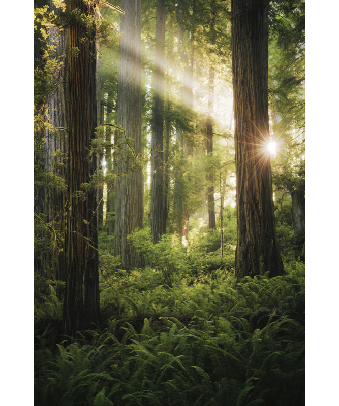 Wrapped Canvas Print, 76.2 cm H x 50.8 cm W