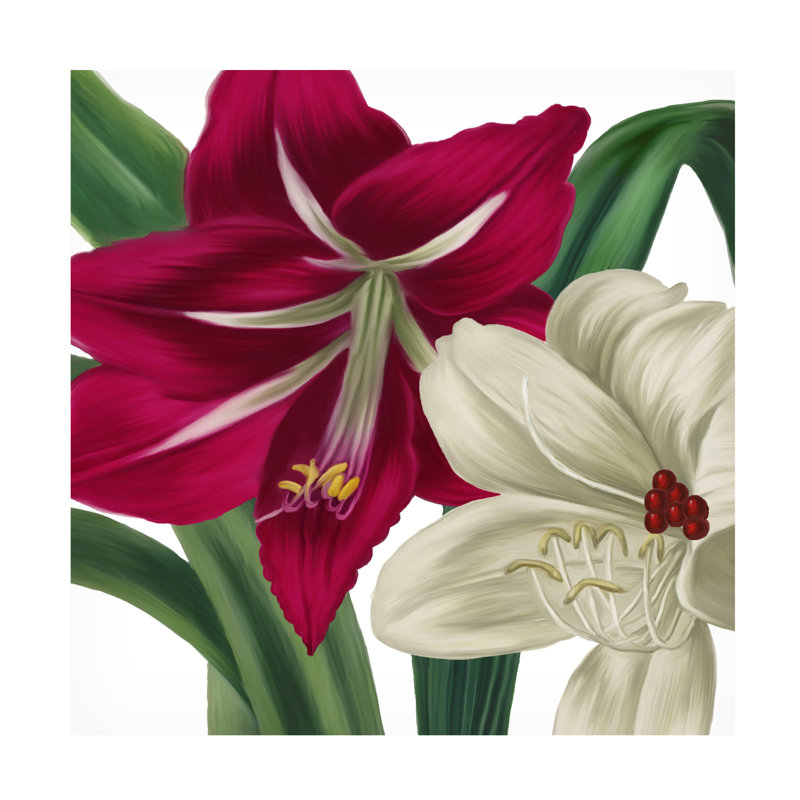 Sasha Christmas Amaryllis I Canvas Art_ALI73290, 14" H x 14" W