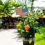 Drapeau de jardin Mosier-2120962352