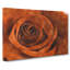 Orange Rose - Wrapped Canvas-56638391