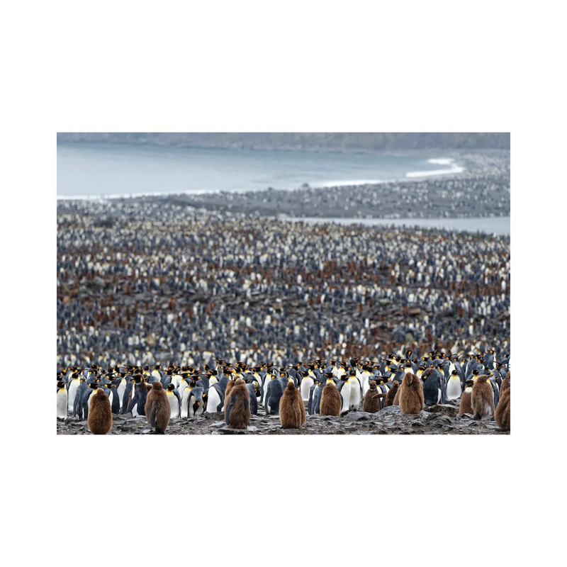 Many by Kahi - Wrapped Canvas Print, 20.32 cm H x 30.48 cm W