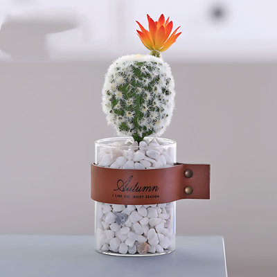 Plante grasse de 7,87 po
