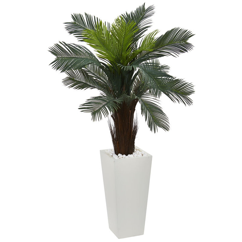 4,5 pi Jardinière Cycas