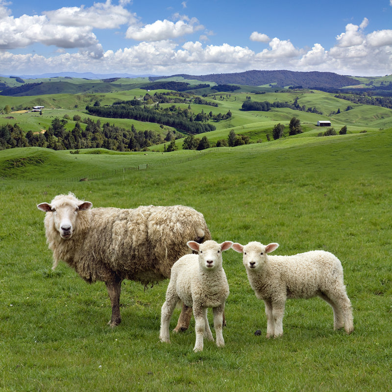 Sheep And Lambs by Natmint - Wrapped Canvas Print, 91cm H x 91cm W
