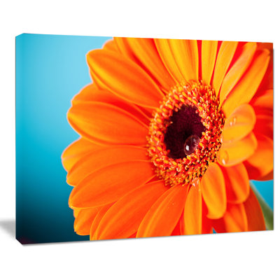 " Orange Daisy Gerbera Flower Close-up " Graphic Art Print