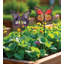 Ensemble de 2 choix de plantes papillons