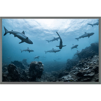 Damore Schooling Grey Reef Sharks, Ningaloo Reef, Western Australia - Single Picture Frame Print