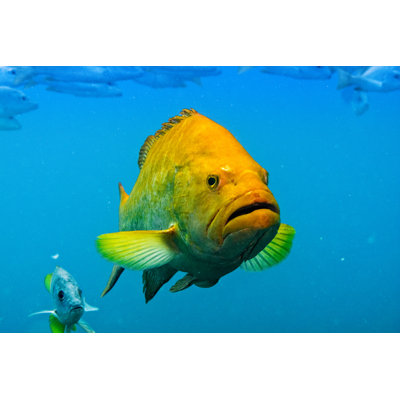 " Leopard Grouper " by Hoatzinexp