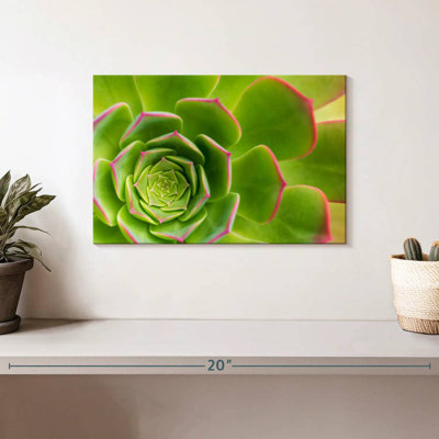 Plante grasse Harnek