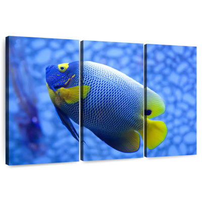 Angelfish bleu corail Brampt