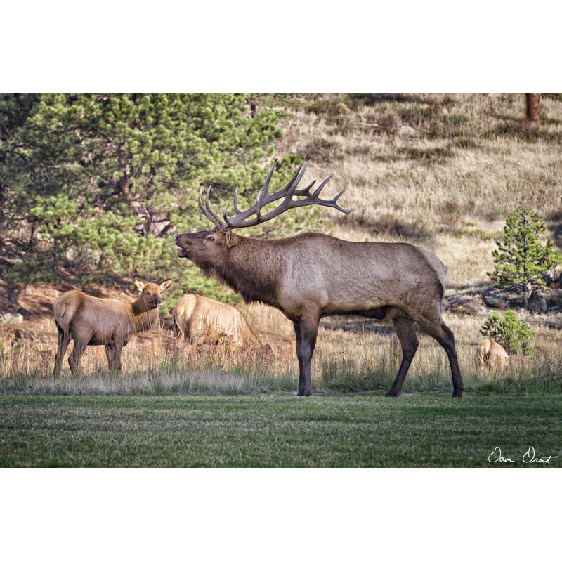 «Elk Study III» par David Drost - photographie sur toile tendue, H 12 po x l 18 po x P 1,25 po