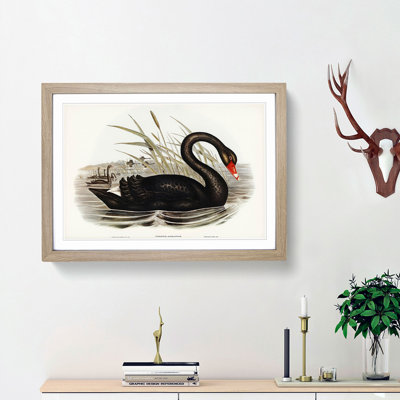 Black Swan by Elizabeth Gould - Picture Frame Art Print