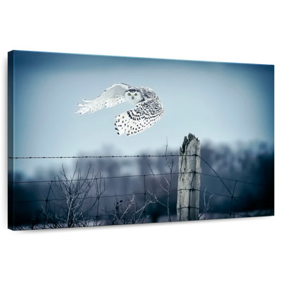 Hibou des neiges Brampt Winter IV
