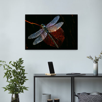 High Angle View Of Blue Darner Dragonfly On Leaf Close Up Canada. Delicate Abstract Contemporary Dragonfly Nature Wildlife Art
