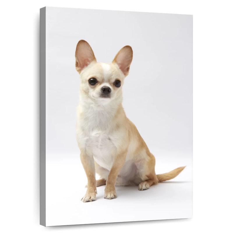 Brampt Seated Chihuahua, 39" H x 26" W