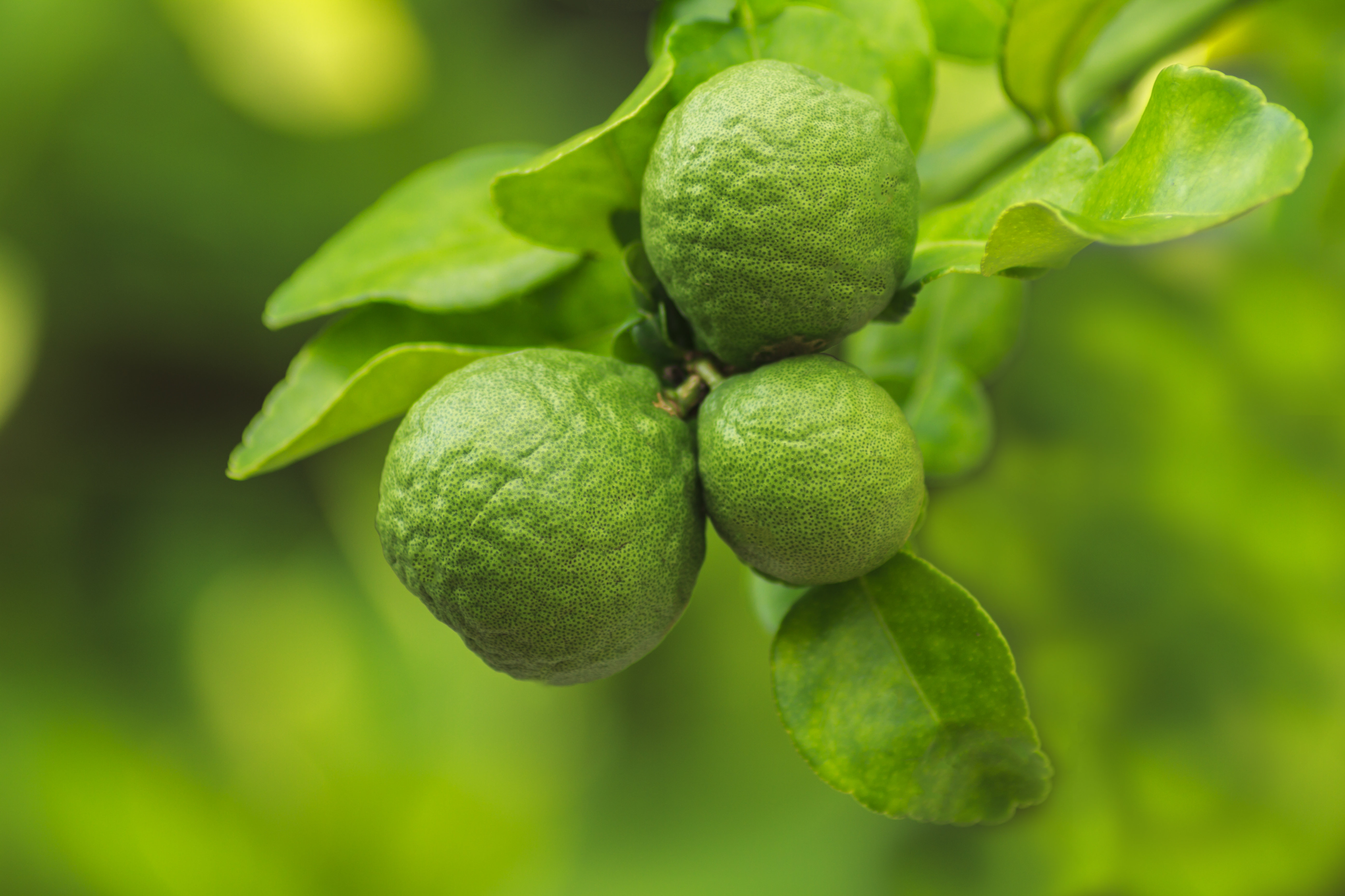 Hokku Designs Fresh Bergamot - Wrapped Canvas Photograph | Wayfair