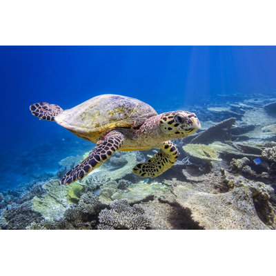 Sea Turtle on Maldives by Cinoby