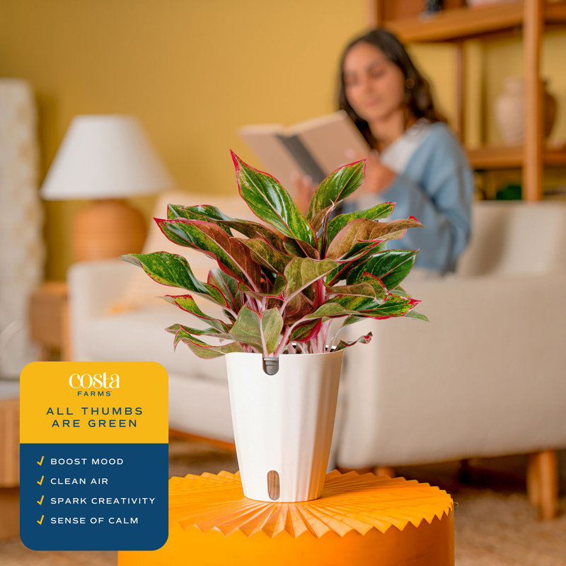 Foliage Plant in Planter