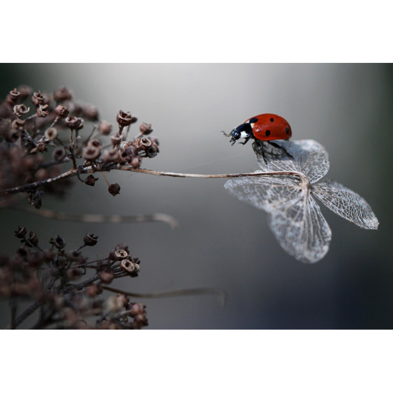 Wrapped Canvas Print, 50.8 cm H x 76.2 cm W