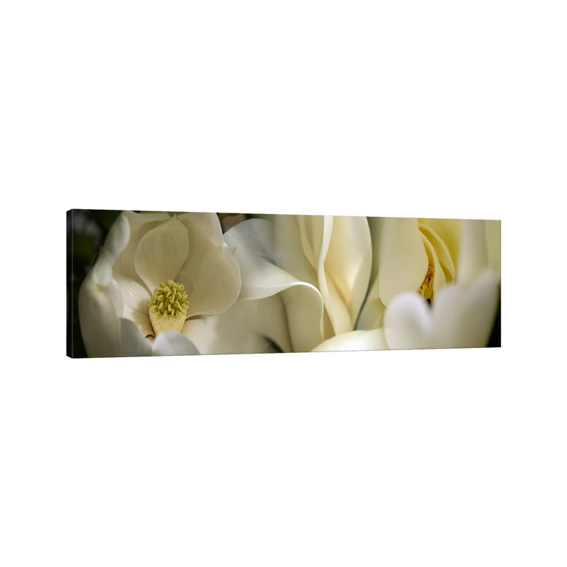 Magnolia Flowers - Wrapped Canvas Panoramic Print, 30.48 cm H x 91.44 cm W x 1.91 cm D