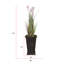 Plante 67 po