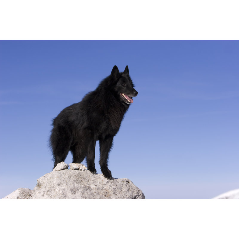 Belgian Sheepdog by S5iztok - No Frame Art Prints on Canvas, 81cm H x 122cm W