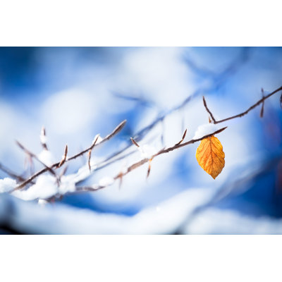Last Autumn Leaf by Konradlew - Wrapped Canvas Print