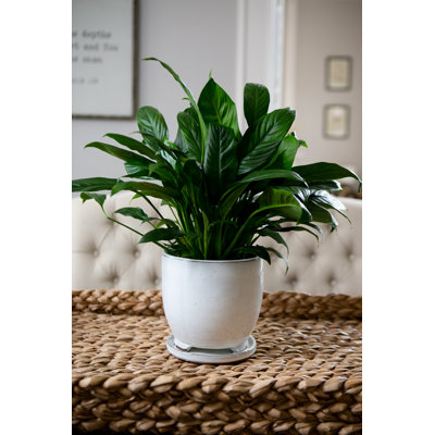 5 in. Avalon Pot w/ Saucer - White