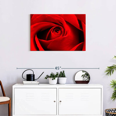 Harnek, gros plan d'une rose rouge
