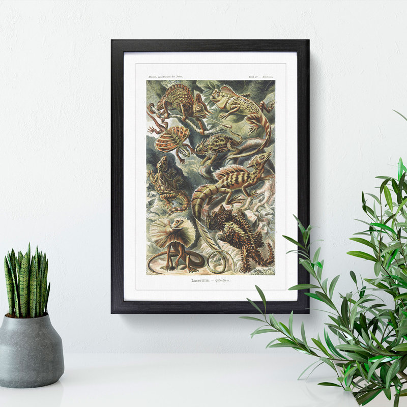 Lizards by Ernst Haeckel - Picture Frame Painting, Black Framed, 36cm H x 27cm W x 2cm D